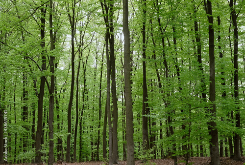 Dense forest in the Eifel region in Germany