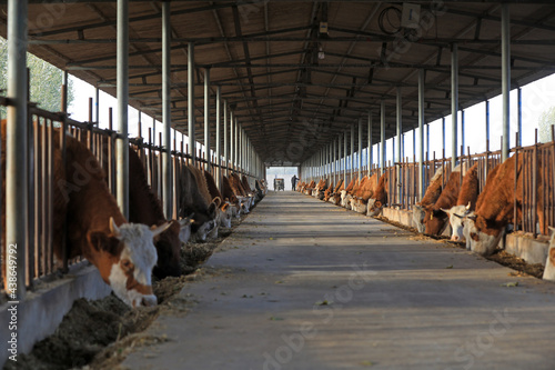 Lean beef cattle in farms, North China