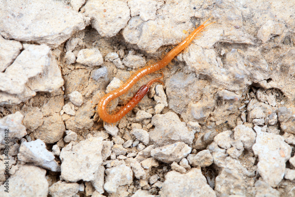 Centipede crawls on the ground, North China Centipede crawls on the ground, North China