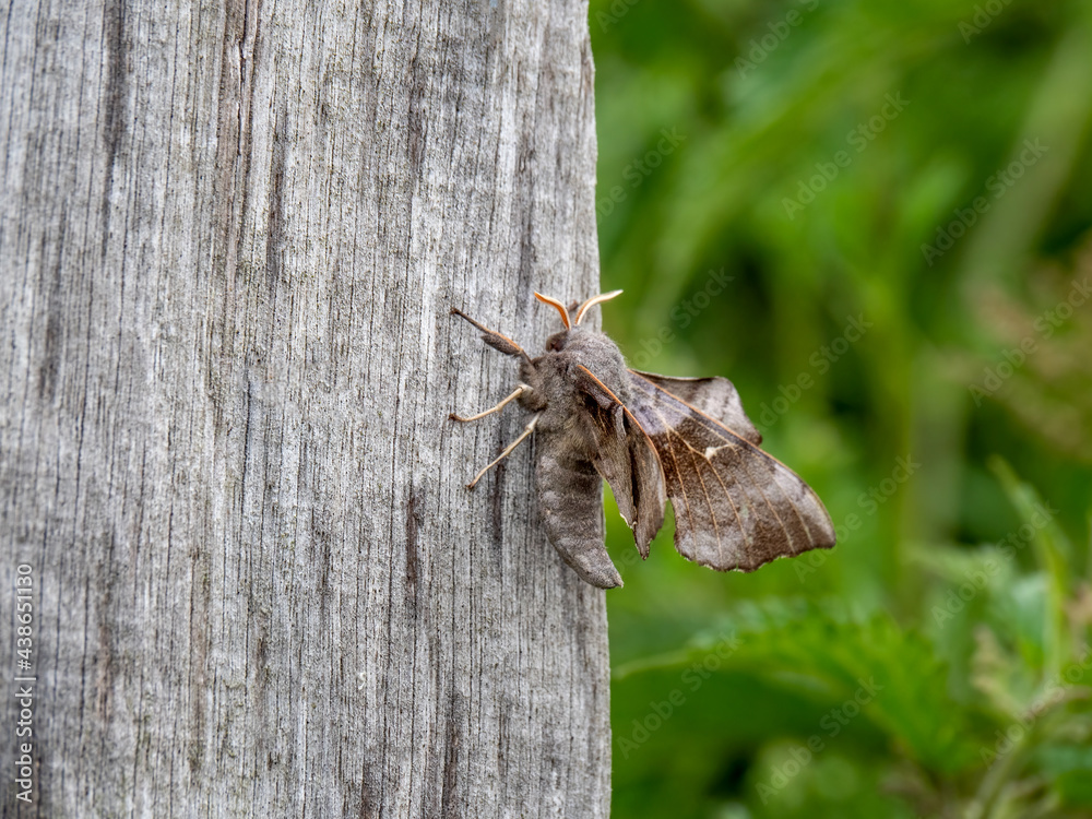 Laothoe populi aka Poplar hawk-moth on post. Profile. Laothoe populi aka Poplar hawk-moth on post. Profile.