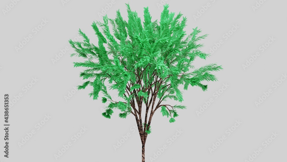 Tree isolated on white background Tree isolated on white background