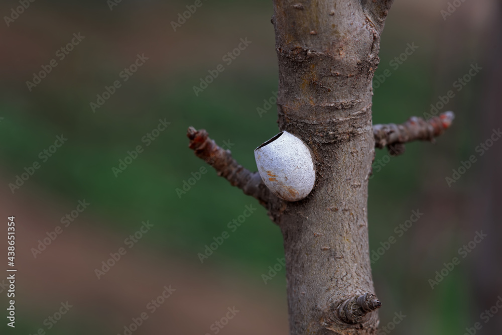 Moth eggs on a dry branch, North China