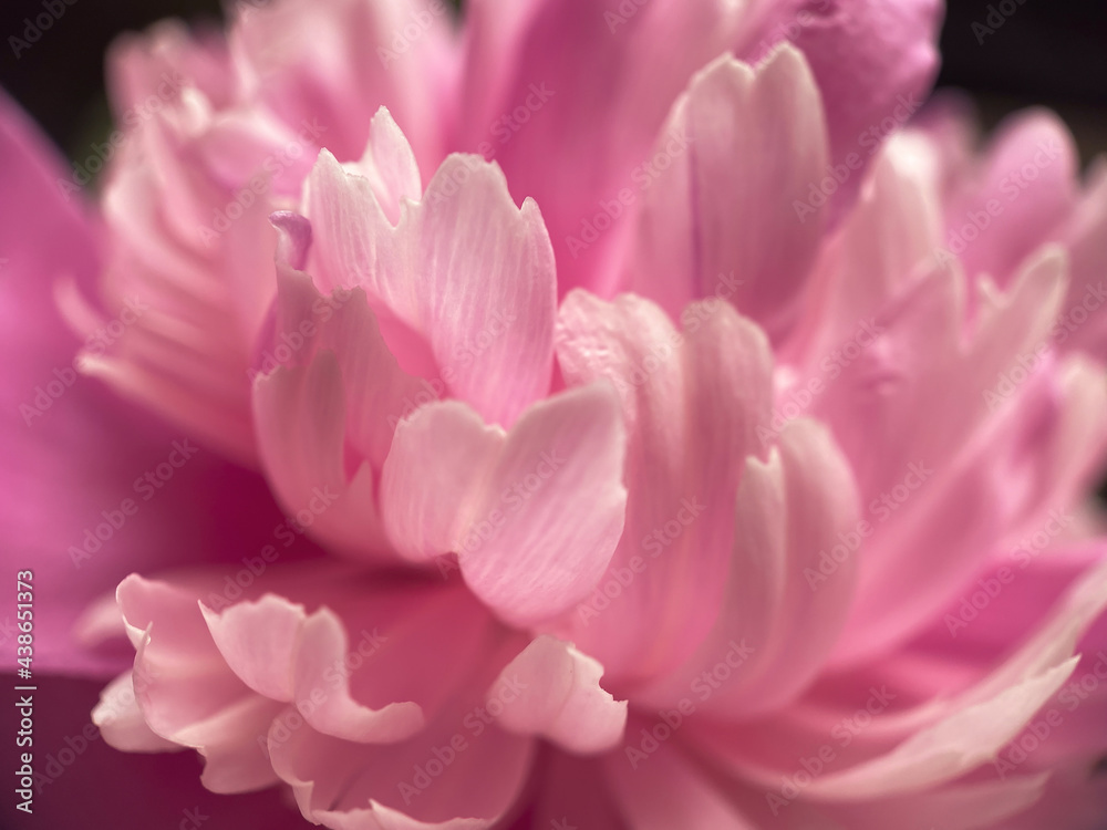 Closeup of pink peony flower petals.  Natural soft background for your designs.