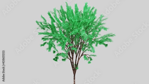 Tree isolated on white background