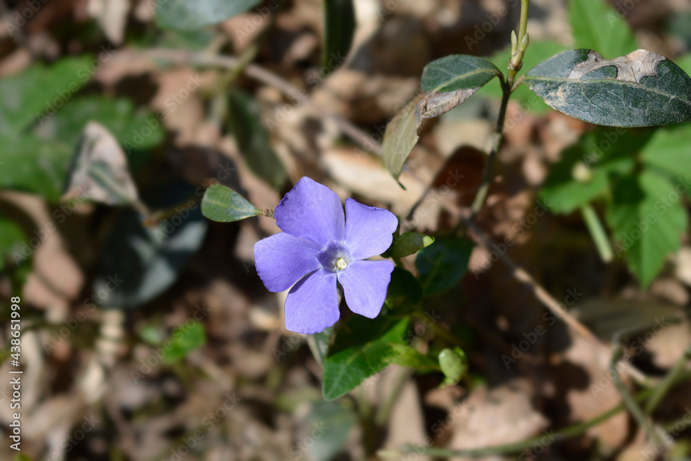 Lesser Periwinkle