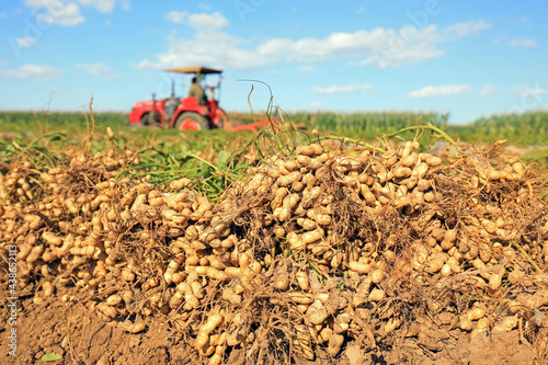 Farmers use agricultural machinery to harvest peanuts photo