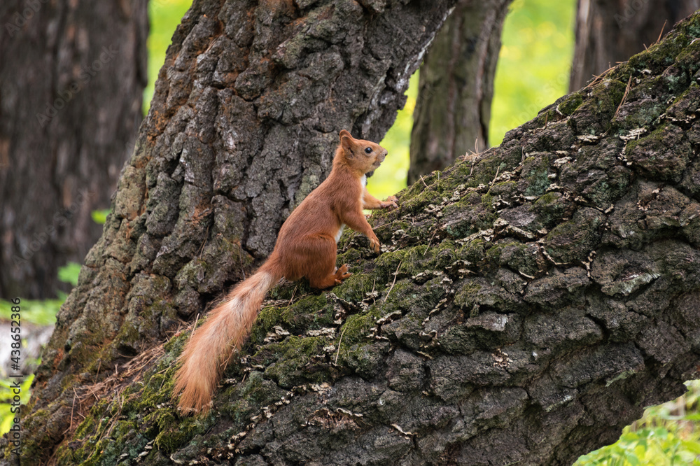 Obraz premium Red fluffy squirrel on the tree trunk in the city park
