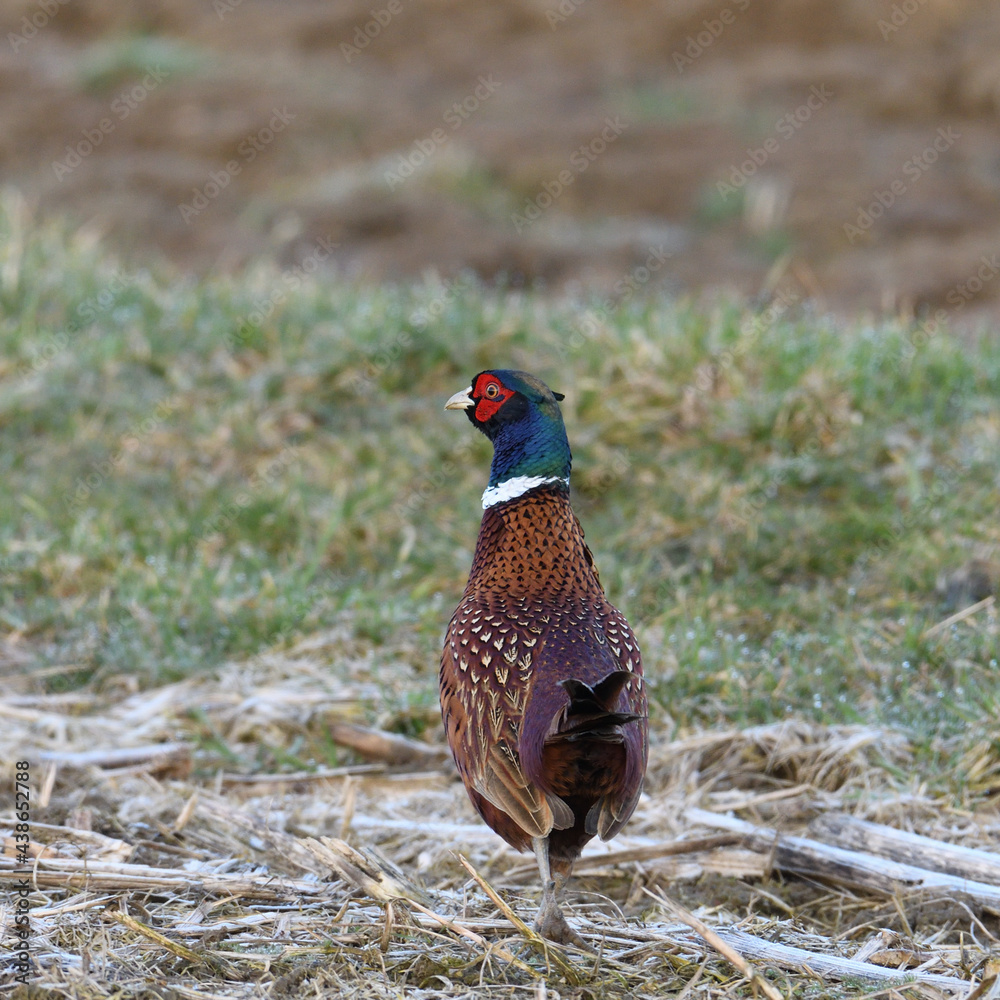 Fototapeta premium Foto eines Fasans aus nächster Nähe