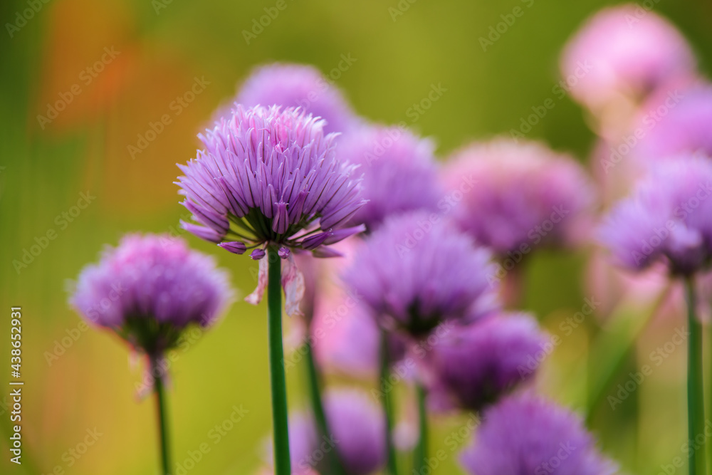 Alium Schnittlauch Blüte mit Lichtreflektion Alium Schnittlauch Blüte mit Lichtreflektion