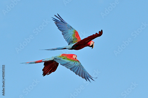 free macaws 