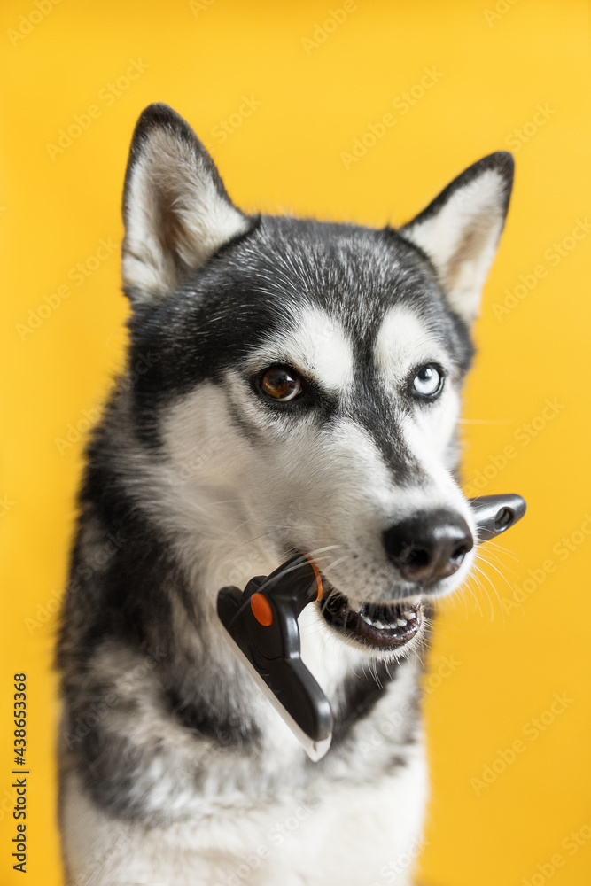 husky dog grooming on yellow background molt season