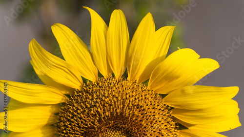 Sunflower natural background. Sunflower blooming. Close-up of sunflower. in Thailand