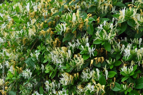 Blooming fragrant white yellow honeysuckle with green leaves. Ornamental flowering Lonicera japonica, known as Japanese honeysuckle. Garden plants and evergreen shrub. Climber honeysuckle clusters.