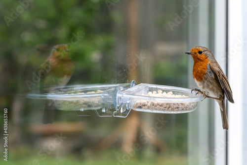 Urban wildlife as a robin, erithacus rubecula, perches on suet feeder with reflection