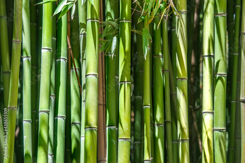 Just a green bamboo trees
