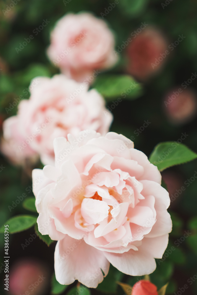 Obraz premium A bush with many small pink roses close-up in the garden. Pink rose bushes blooming on the road.
