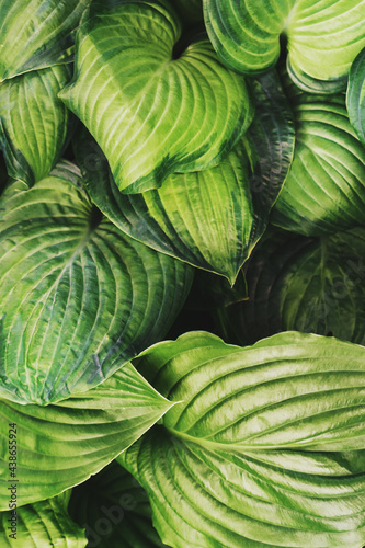 The texture of the leaves of tropical plants in the forest.