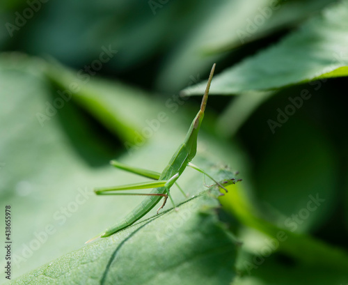 フキの葉で休むショウリョウバッタの幼虫1 © Hirose Toshiyuki
