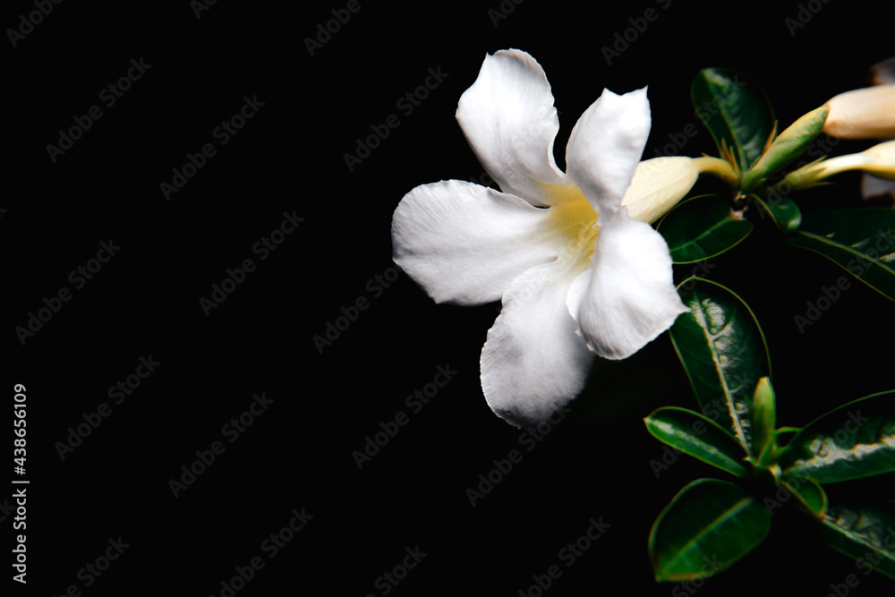 dazzling, exotic, beautiful single petal blooming white adenium, obesum, desert rose, azalea,  flowers surrounded by green leaf and branch with blurred background in garden