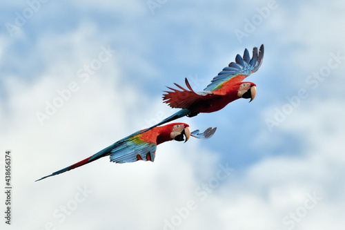 red  macaw