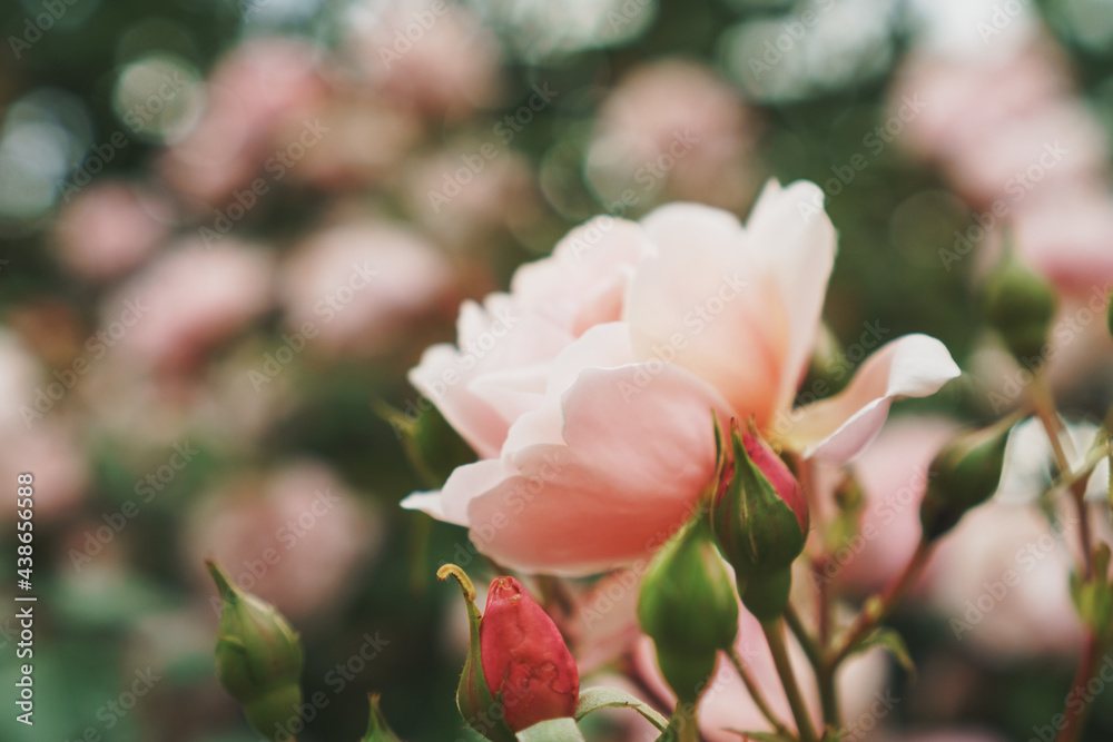 A bush with many small pink roses close-up in the garden. Pink rose bushes blooming on the road. A bush with many small pink roses close-up in the garden. Pink rose bushes blooming on the road.