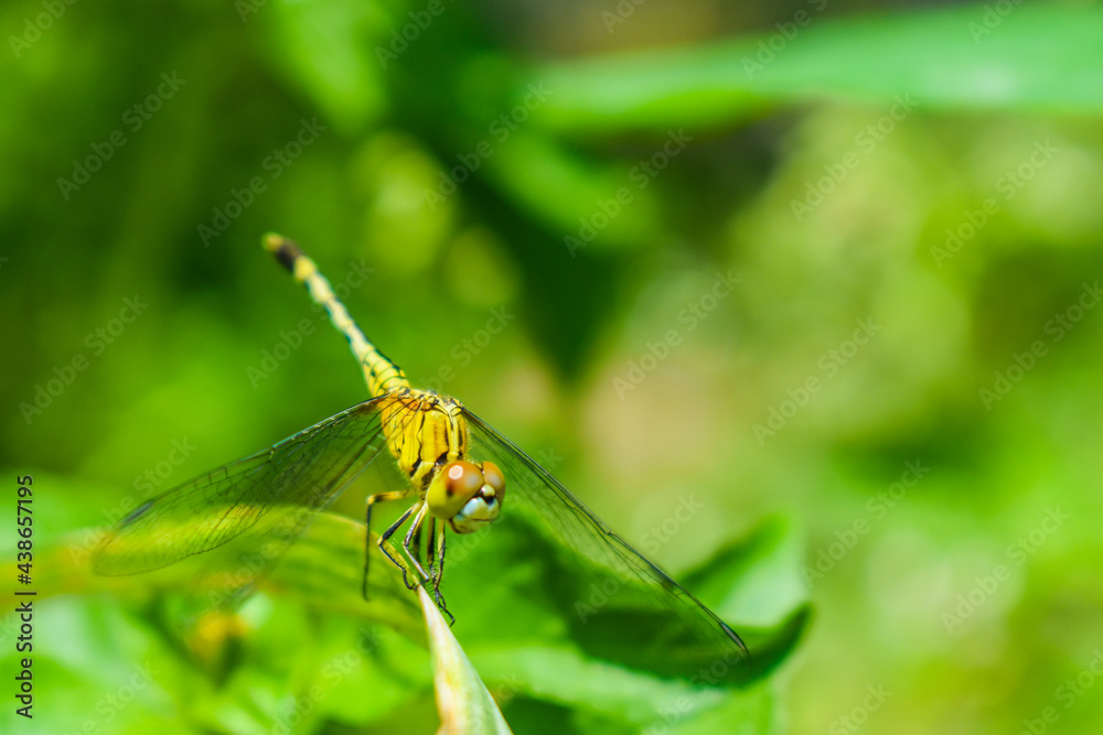 Natural insect on the flower. natural background. selective focus image. Natural insect on the flower. natural background. selective focus image.