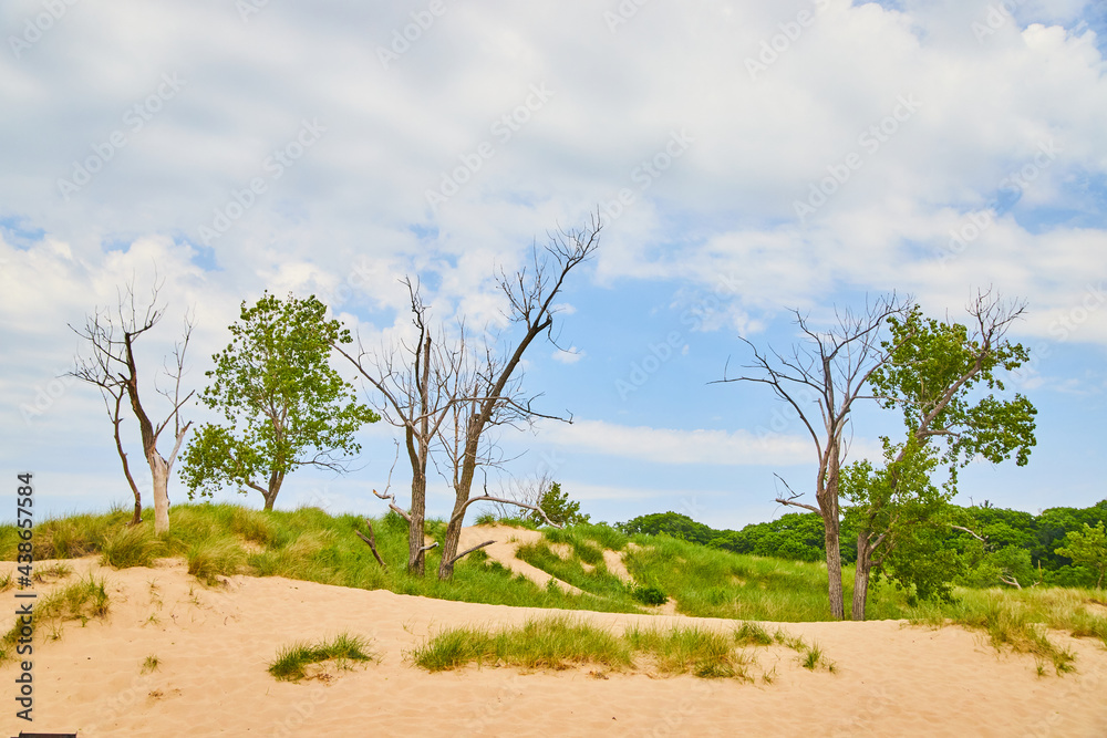 Sand Dunes Trees at Lake Michigan