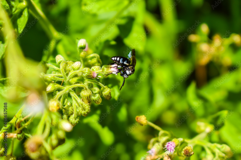 Natural insect on the flower. natural background. selective focus image.