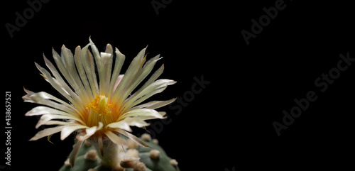 Close up of astrophytum asterias petals with copy space in isolated background.