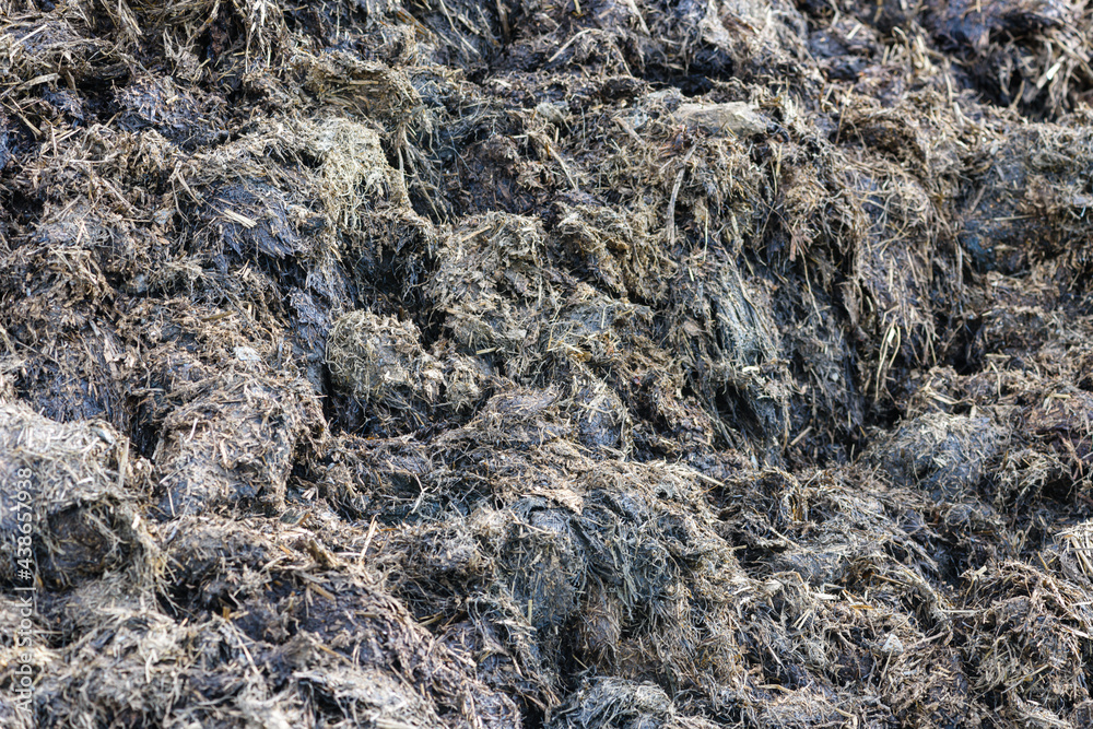 Large pile of fresh cattle cow farmyard manure ready to be composted for gardening. Large pile of fresh cattle cow farmyard manure ready to be composted for gardening.
