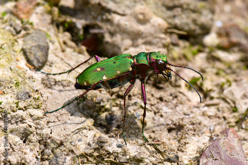 Green tiger beetle // Feld-Sandlaufkäfer, Feldsandläufer (Cicindela campestris) photo