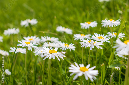 white and pink daisies in a green meadow close-up