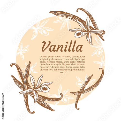 Vanilla flowers and beans set. Hand drawn sketch style vanilla aroma pods. Culinary and aroma needs drawings. Vector illustrations.