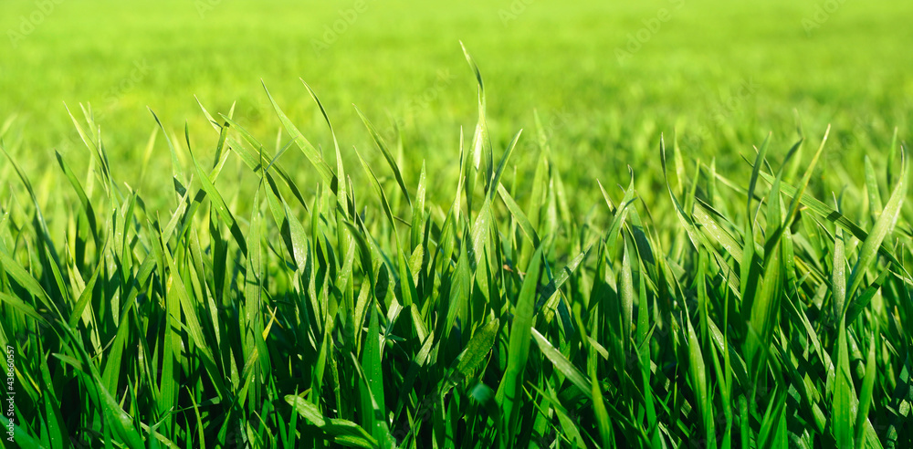 Fresh green grass background in sunny spring day. Lush green grass meadow background. Fresh green grass background in sunny spring day. Lush green grass meadow background.