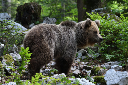Wallpaper Mural Frei lebender slovenischer Braunbär im Wald Torontodigital.ca