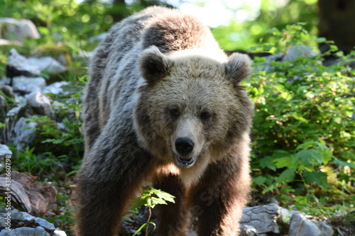 Frei lebender slovenischer Braunbär im Wald © Rafael