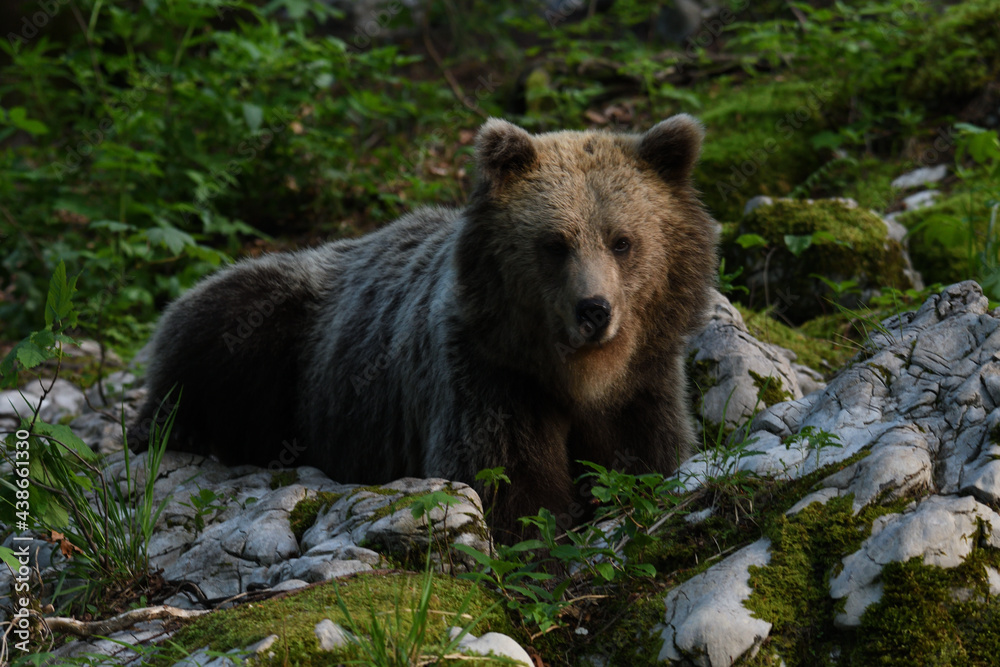Fototapeta premium Frei lebender slovenischer Braunbär im Wald