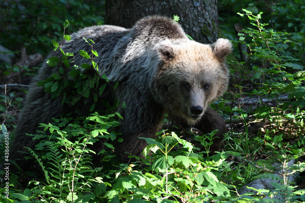 Frei lebender slovenischer Braunbär im Wald Frei lebender slovenischer Braunbär im Wald