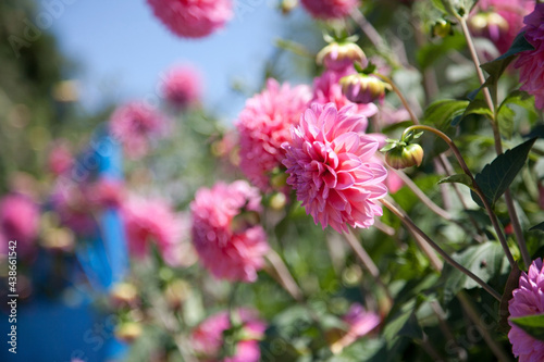 Pink dahlia in the garden with green leaves