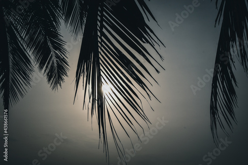 palm tree silhouette. Branch of tree leaves. natural background. 