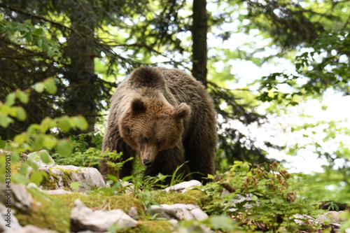 Frei lebender slovenischer Braunbär im Wald