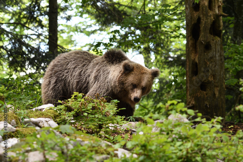 Frei lebender slovenischer Braunbär im Wald