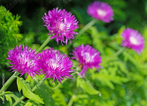 Bl  hende Kaukasus-Flockenblume  Centaurea dealbata