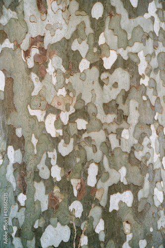 Spotted bark of a sycamore tree. Macro photo