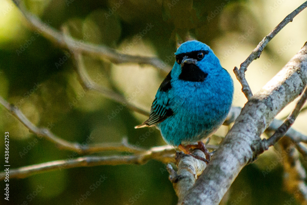 Obraz premium blue birdon a branch