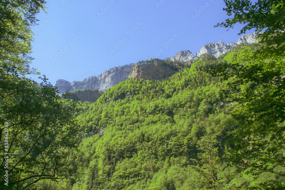 Bosque de pinos en el parque nacional de Ordesa, Huesca, España. Ladera junto al río Arazas bajo el denso follaje de los árboles en verano.