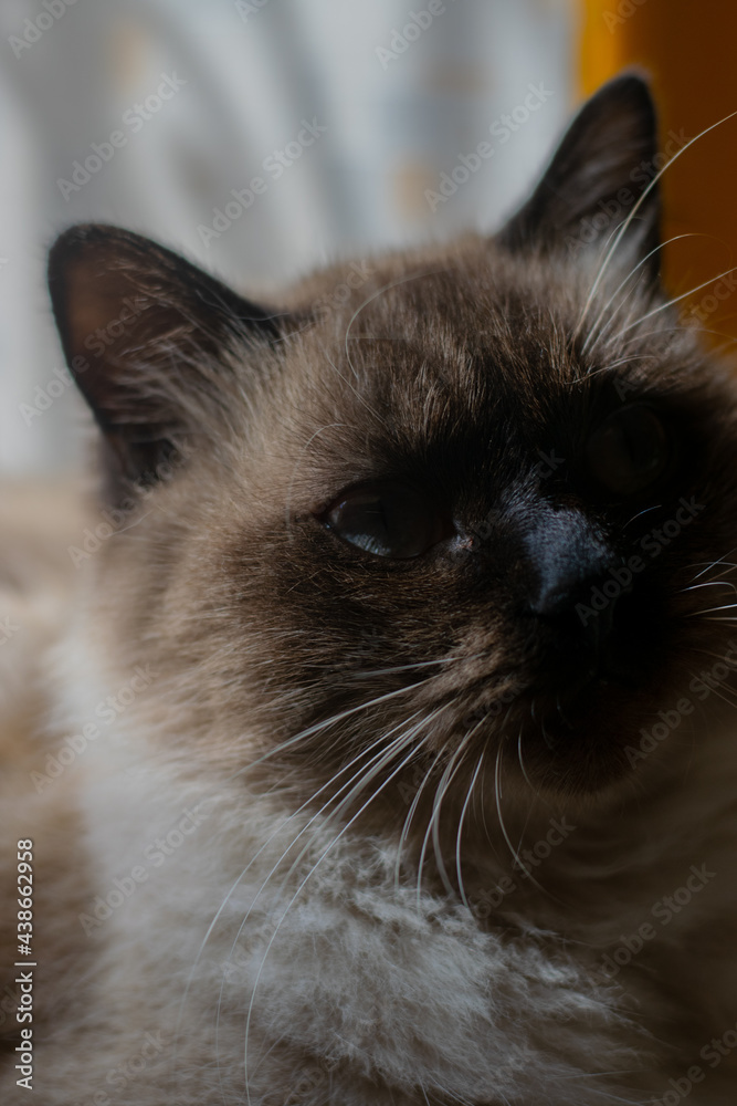 Portrait of a siamese cat