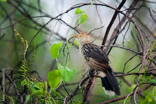 Принти на полотні Guira cuckoo with a prominent crest and yellow to orange beak, perched on a branch and looking up in the forest