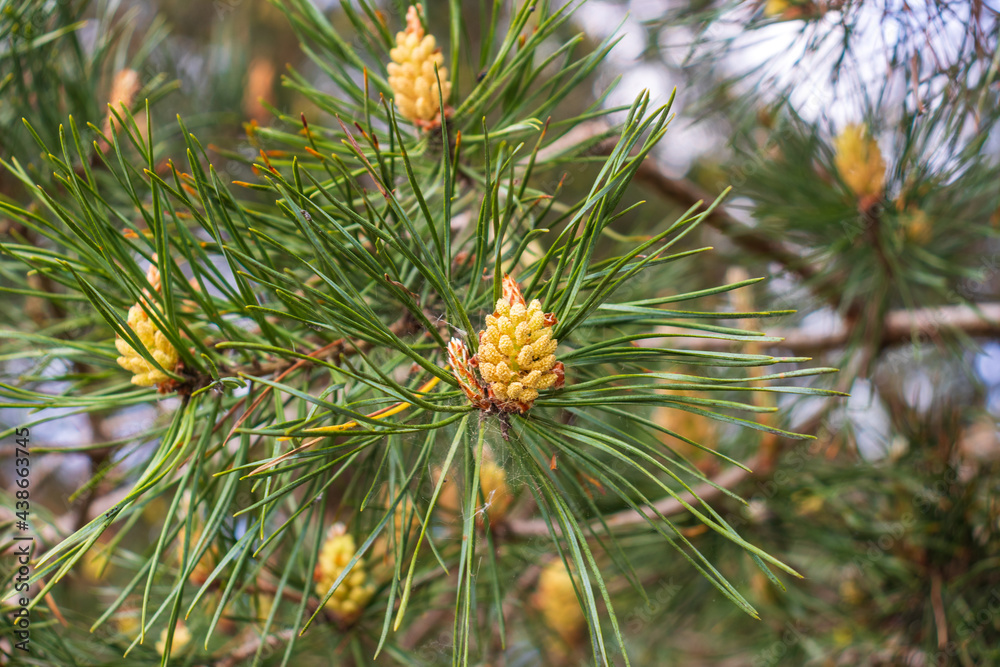 fresh young pine buds, heatlhy drug in alternative medicine. Flowering Branches of Scots pine covered with yellow pollen, male gender. spring season fresh young pine buds, heatlhy drug in alternative medicine. Flowering Branches of Scots pine covered with yellow pollen, male gender. spring season