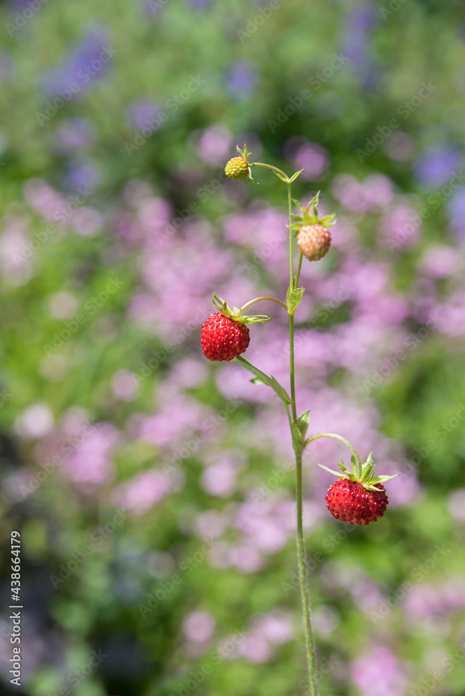 ripe woodland strawberry, against blurry floral background ripe woodland strawberry, against blurry floral background
